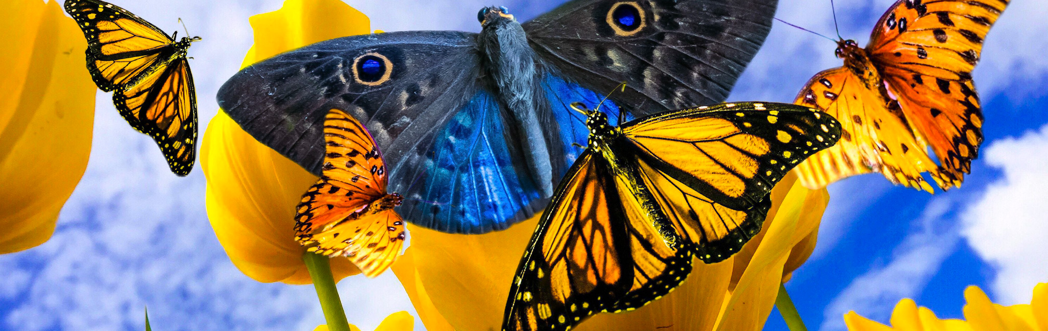 butterflies