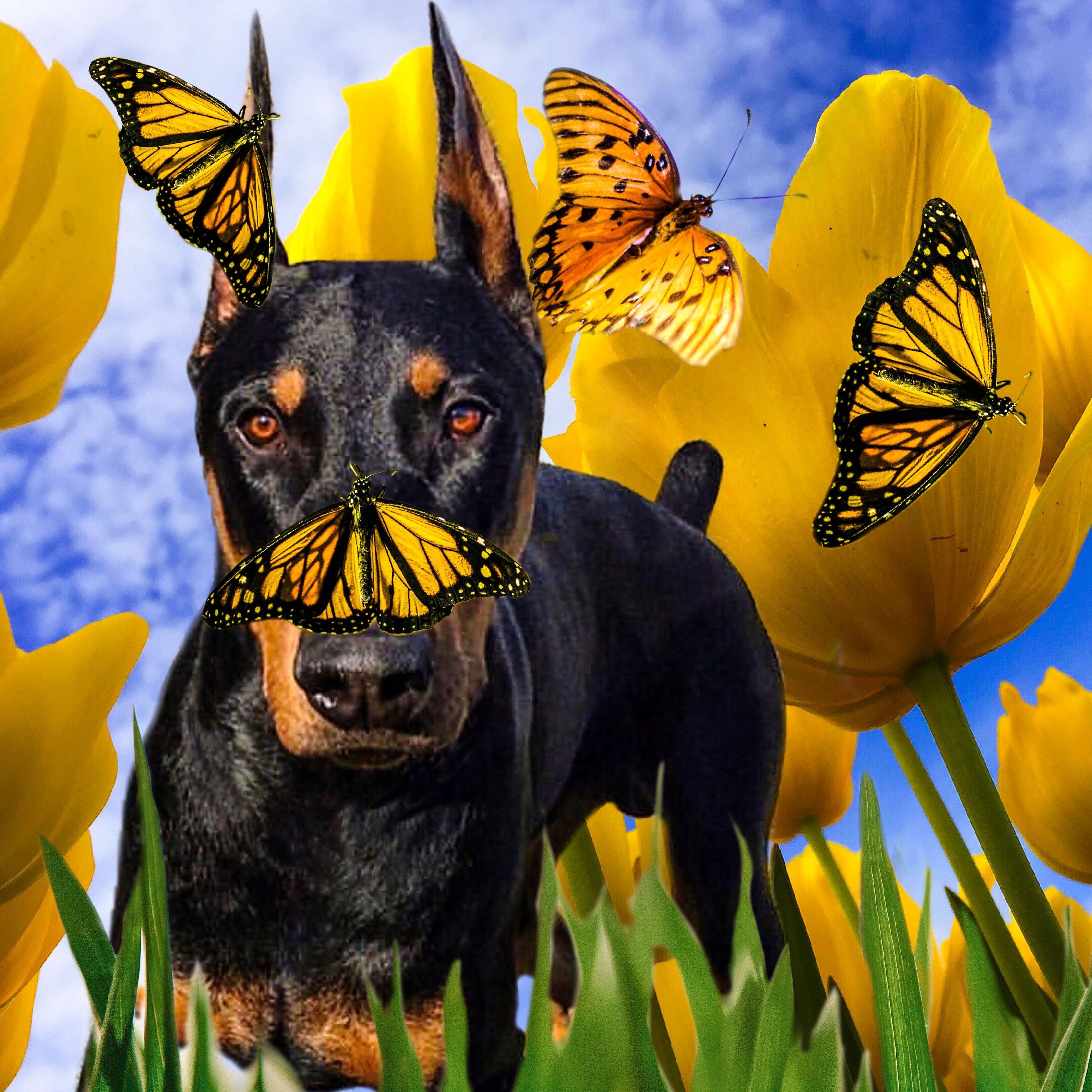 doberman and tulips