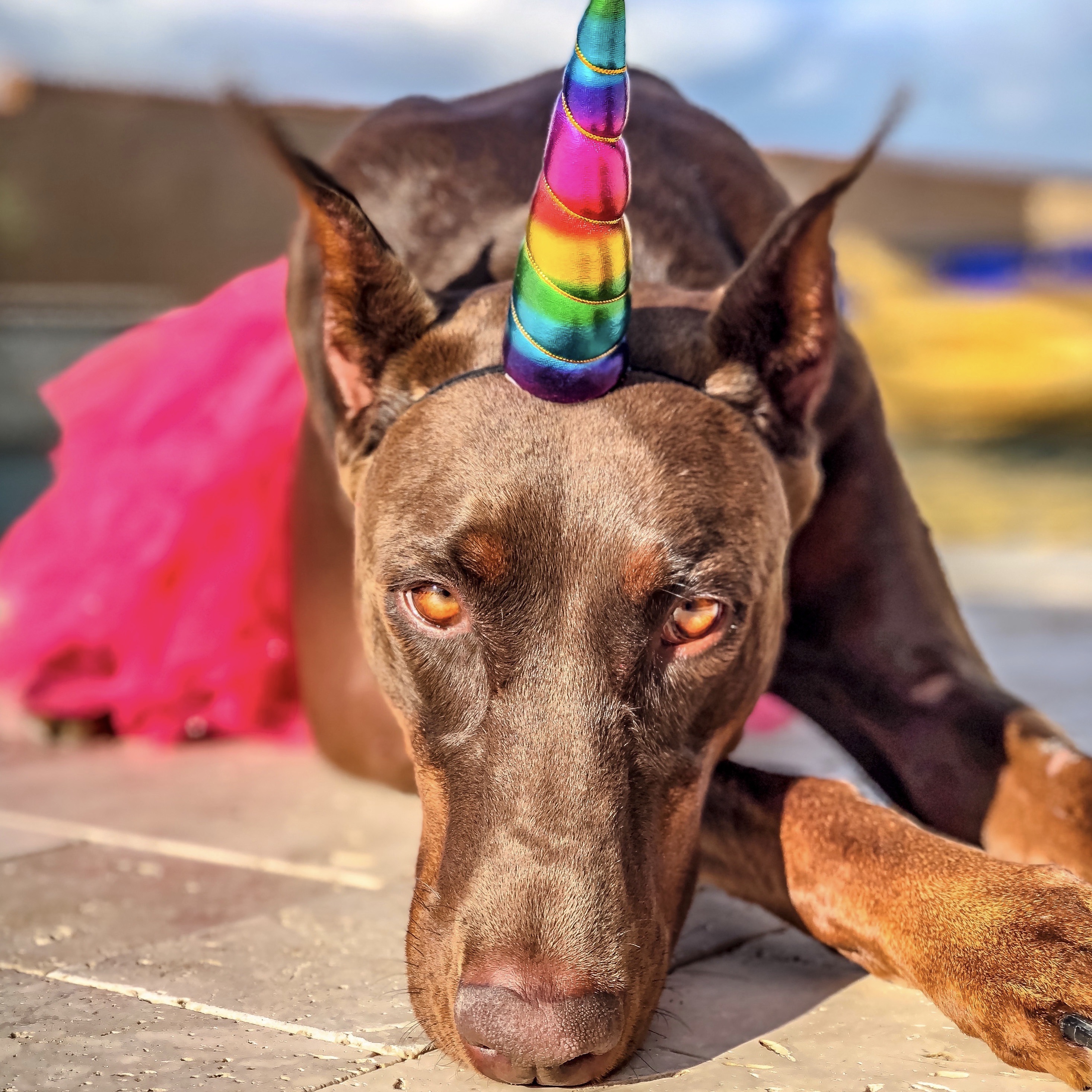 doberman with rainbow unicorn horn
