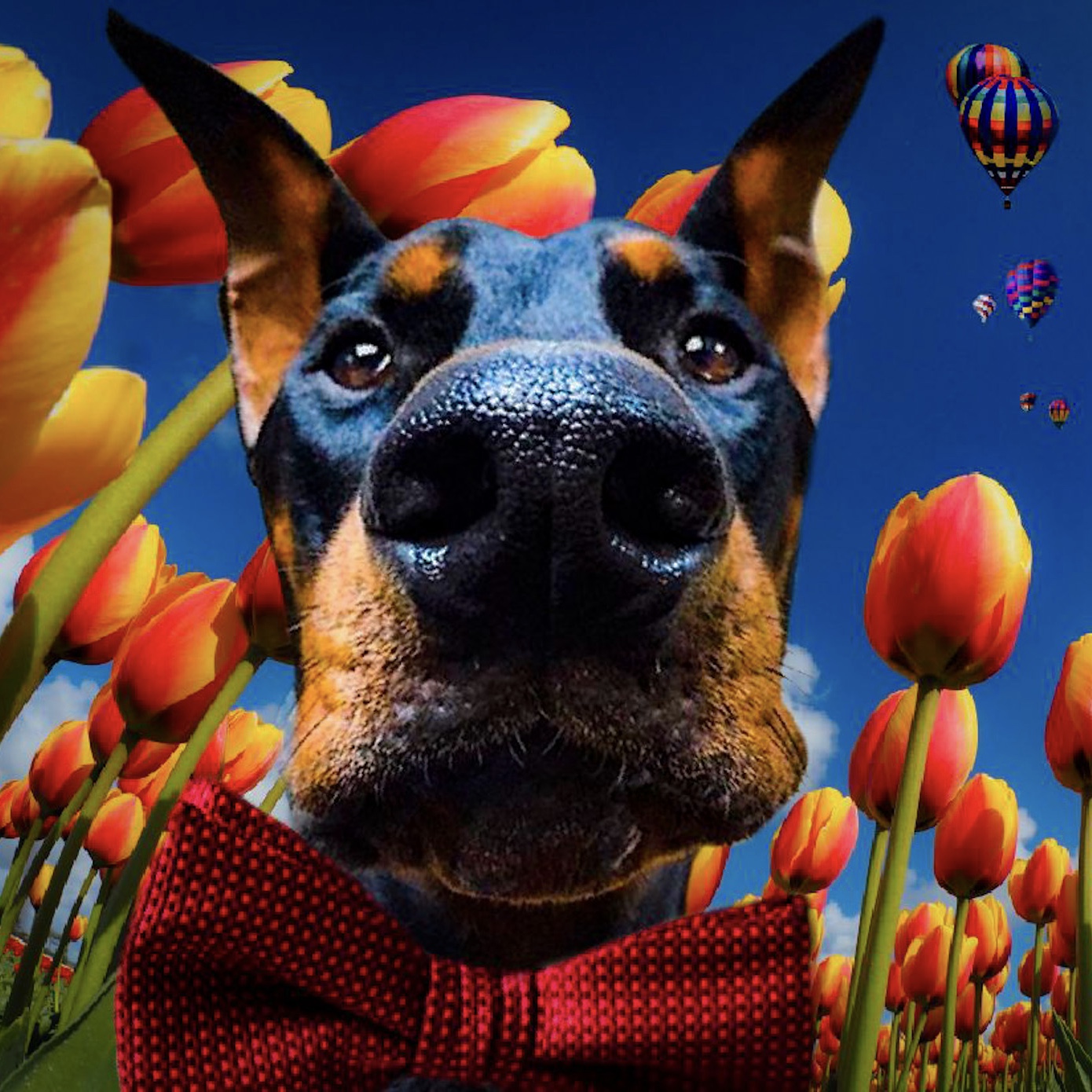doberman and butterfly